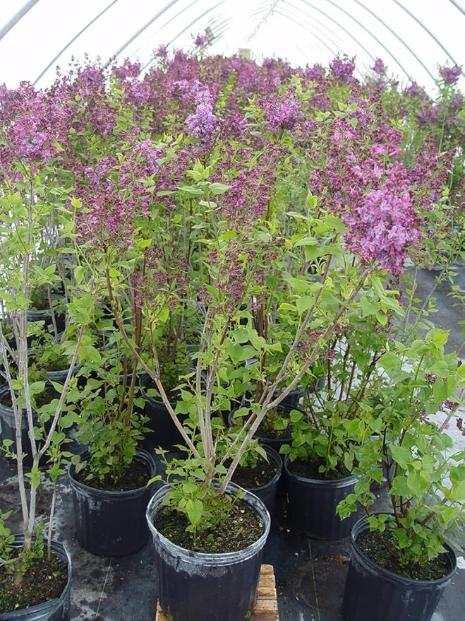 Syringa X hya. 'Pocahontas' (Lilac) Shrub, purple flowers, #3 - Size Container
