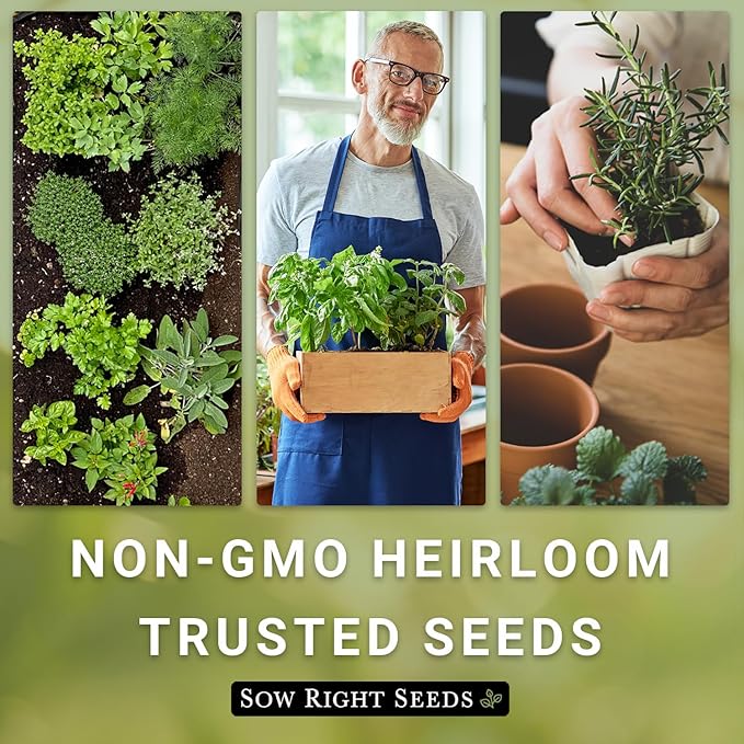Sow Right Seeds - Lemon Balm Seeds for Planting - Non-GMO Heirloom Packet with Instructions - Easy to Grow Herb Garden - Aromatic Herb and Great for Herbal Teas - Perennial Mint Relative (1)