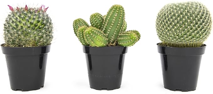 Altman Plants, Assorted Cactus Plants Live Plants (3PK), Cactus Plant Live Succulents Plants Live Cactus Decor, Indoor Plants Live House Plants in Cactus Soil, Live Cacti Plants Live Succulent Plants