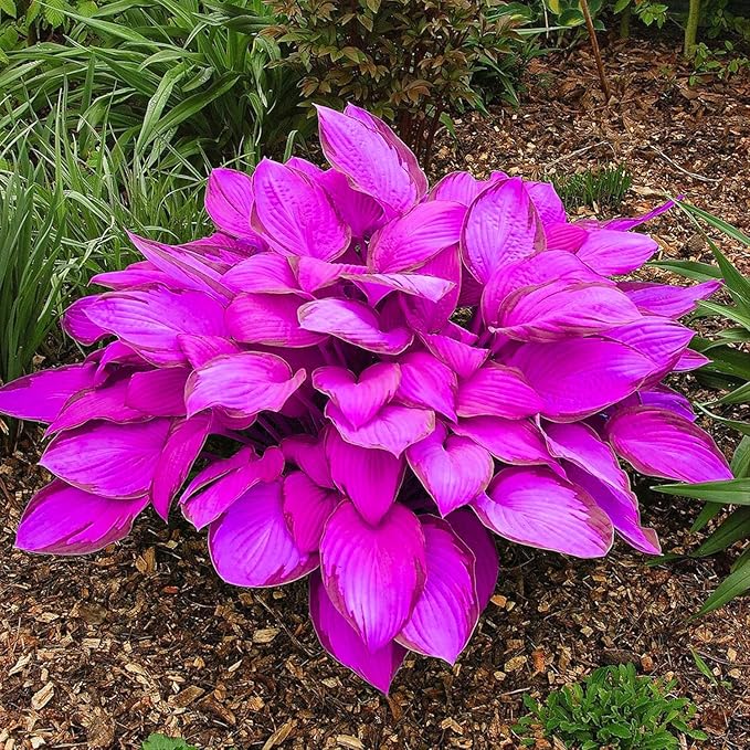 Purple Hosta Seeds - 200pcs Attract Pollinators Perennial Hosta Plants Ease of Planting Ideal for Shaded Gardens