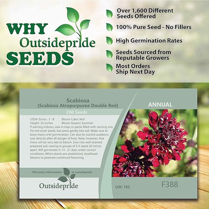 Outsidepride 400 Seeds Perennial Red Scabiosa Pincushion Flower Seeds for Planting