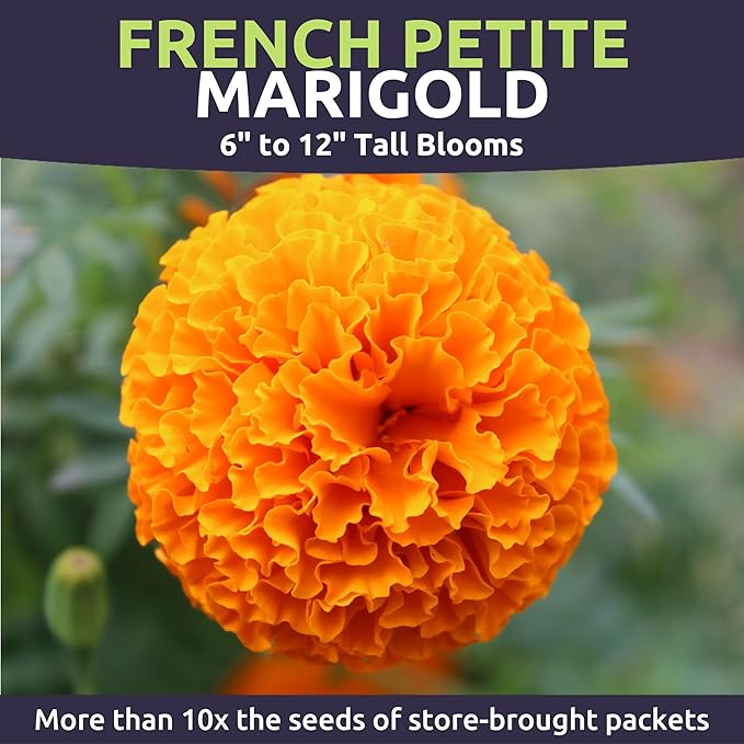 Marigold French Petite - Large 1/2 Ounce Packet - 4,000 Flower Seeds for Planting - Tagetes patula