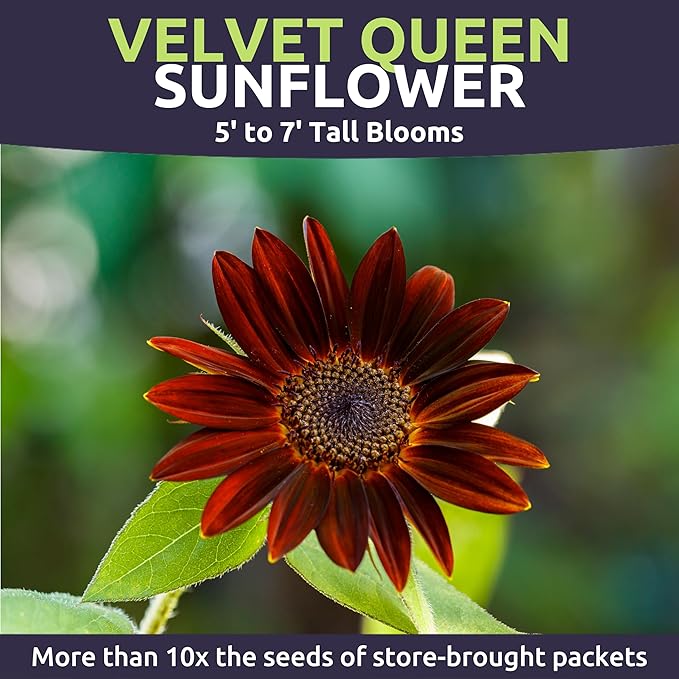 Velvet Queen Sunflower - Large 1 Ounce Packet - 1,000 Flower Seeds for Planting - Helianthus annuus