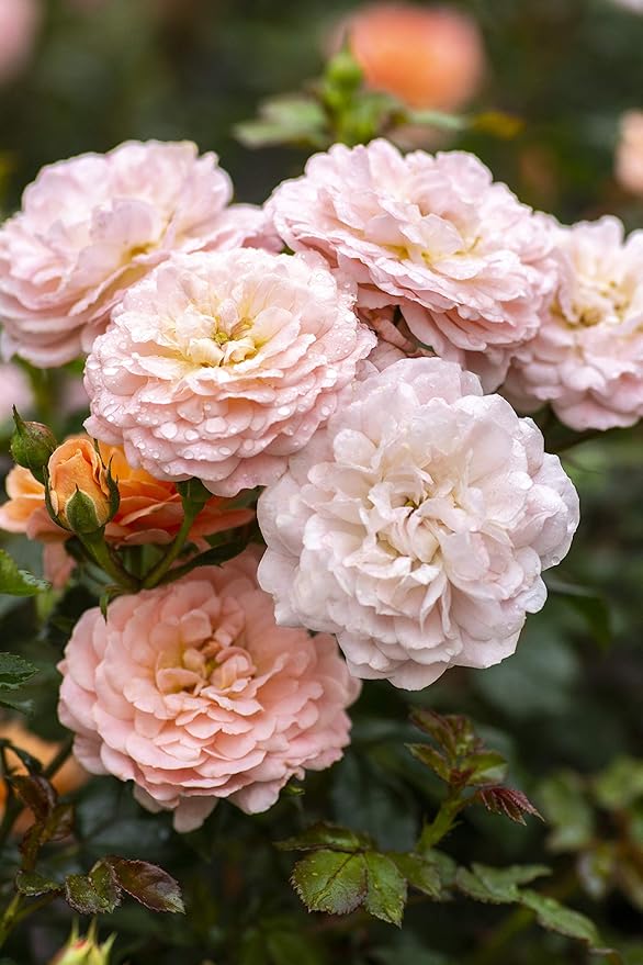 Drift Roses - Rosa Apricot Drift (Rose) Rose, Double Apricot flowers, #2 - Size Container
