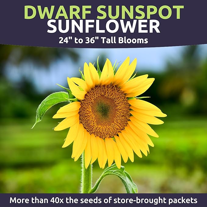 Dwarf Sunspot Sunflower - Bulk 1/4 Pound Pouch - 5,000 Flower Seeds for Planting - Helianthus annuus