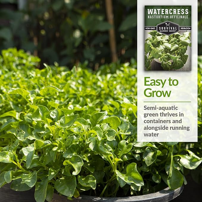 5 Packs Watercress Seed for Planting - Packet with Instructions to Grow Nasturtium officinale in Your Home Vegetable Garden - Non-GMO Heirloom Variety - Survival Garden Seeds