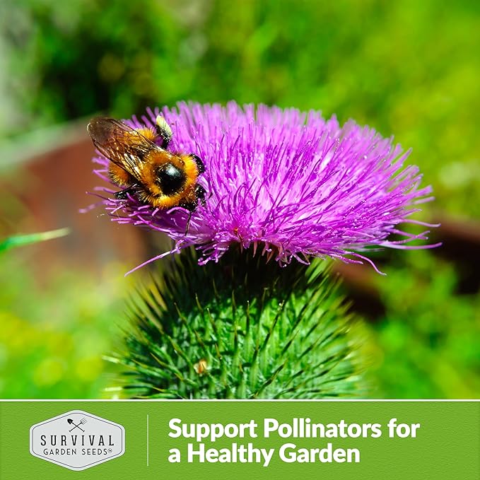 Burdock Seed for Planting - 2 Packets with Instructions to Plant and Grow Burdock Root (GOBO) in Your Home Vegetable Garden - Non-GMO Heirloom Variety- Survival Garden Seeds