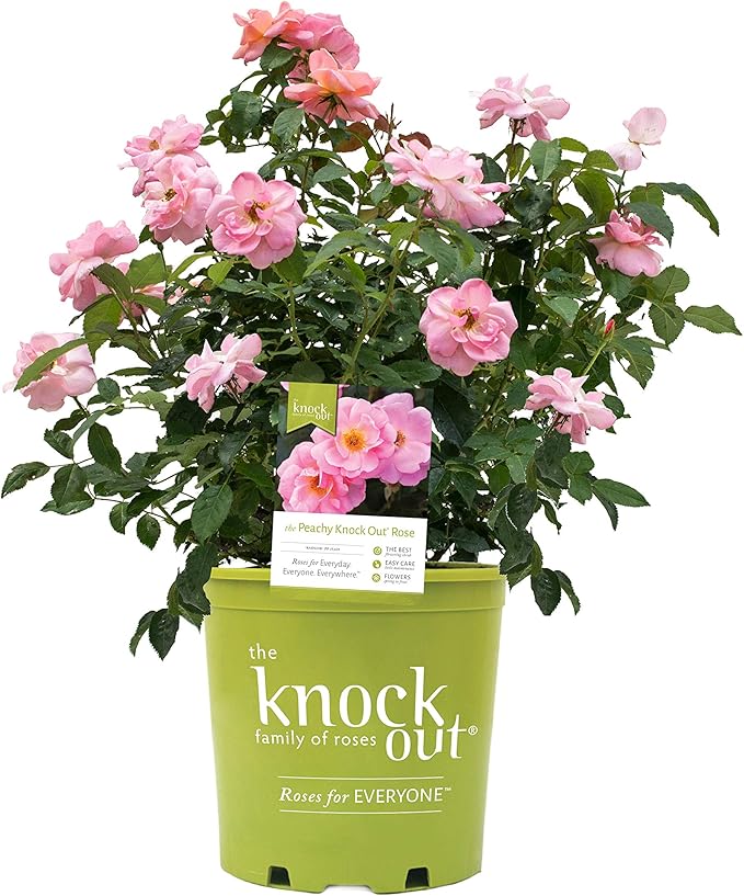 Green Promise Farms Rosa `Peachy Knock Out` (Reblooming) Rose, #2 Size Container, peach flower
