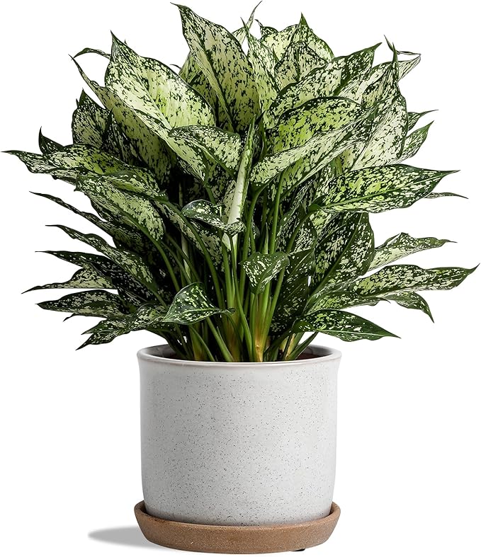 6 Inch Plant Pot: Ceramic Planter with Drainage Hole & Saucer for Indoor Outdoor Plants - Flowerpot with Bonded Tray for Home Office - Retro Style, Grey