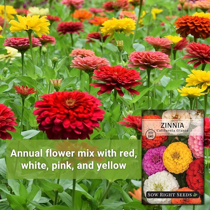 Sow Right Seeds - California Giants Mix Zinnia Seeds for Planting - Non-GMO Heirloom Packet to Grow Your Flower Garden - Attract Bees and Butterflies - Great to Cut and Come Again - Summer Annual (2)