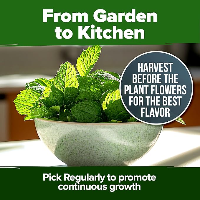 HOME GROWN Peppermint Seeds 2 Pack (Mentha × piperita) – 4,740 Non-GMO, Heirloom Mint Seeds for Planting. Grow Peppermint Plants in Your Kitchen Garden or Plant Them Outdoors for a Lush Herb Garden.