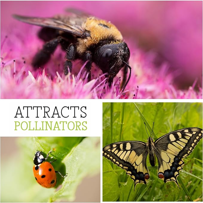 Seed Needs, Red Sun Sunflower Seeds - 120 Heirloom Seeds for Planting Helianthus annuus - Great Cut Flowers, Attracts Butterflies/Pollinators (5 Packs)