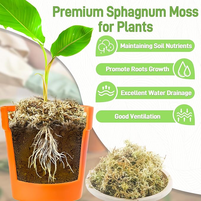 1LB Sphagnum Moss for Plants Indoor, Premium Peat Moss for Reptiles Terrarium-20 Quarter, Natural Long Fiber Orchid Moss for Repotting Propagation Succulent Sarracenia Carnivorous Gardening