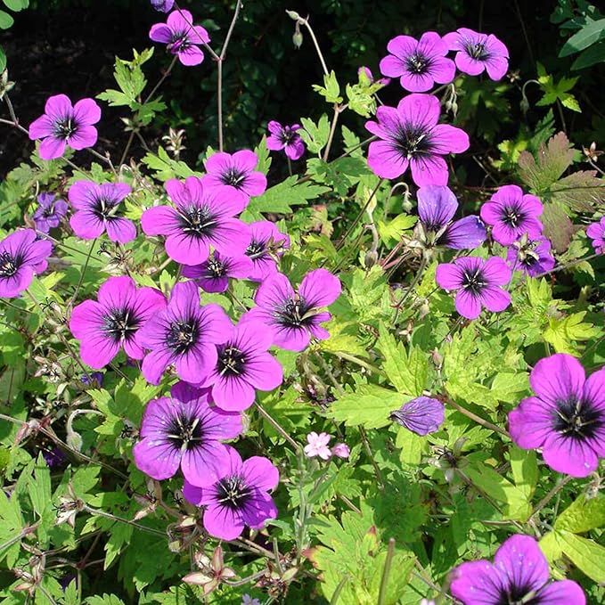 Geranium Subcaulescens 'Giuseppii' Seeds Cranesbill Evergreen Perennial Attracts Butterflies Deer & Rabbit Resistant Ground Cover Rock Garden Patio Outdoor 200Pcs Flower Seeds by YEGAOL Garden