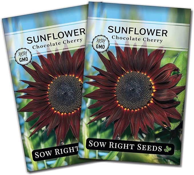 Sow Right Seeds - Chocolate Cherry Sunflower Seeds for Planting - Non-GMO Heirloom Packet with Instructions for Growing - Beautiful Giant Flower - Rare Burgundy and Dark Brown Petals (2)