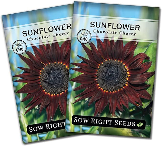 Sow Right Seeds - Chocolate Cherry Sunflower Seeds for Planting - Non-GMO Heirloom Packet with Instructions for Growing - Beautiful Giant Flower - Rare Burgundy and Dark Brown Petals (2)
