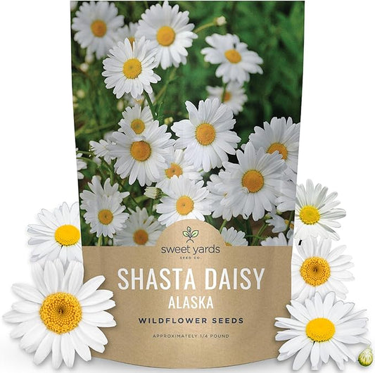 Shasta Daisy Alaska - Bulk 1/4 Pound Pouch - 100,000 Flower Seeds for Planting - Leucanthemum × superbum