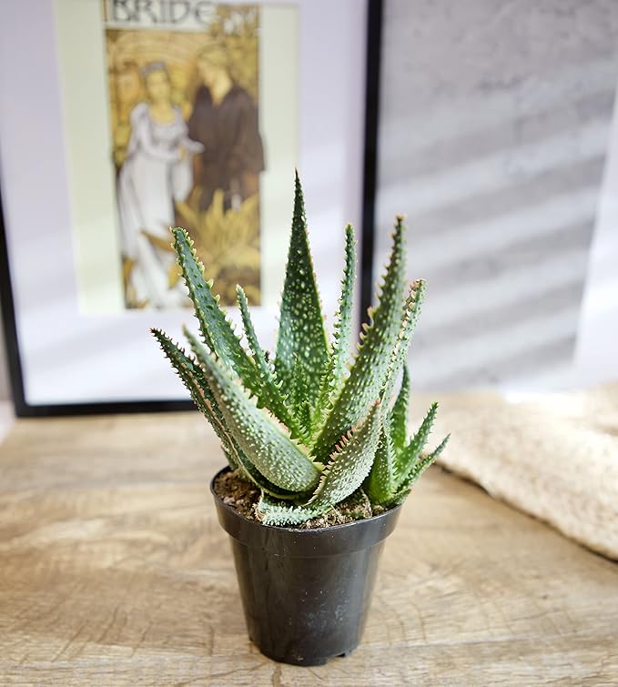 Live Aloe Plant Succulents, Succulents Plants Live in Potting Soil Mix, Potted Succulents Live Plants, Star Aloe Plants Live with Cacti Pots, Cactus Plants Live Succulent Plants by Plants for Pets