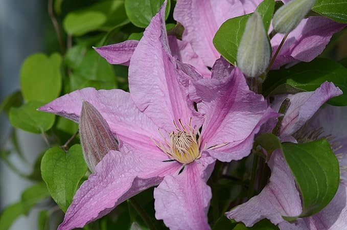 Raymond Evison Clematis - Clematis Sally (Clematis) Perennial, pink flowers, 8`` - Size Container