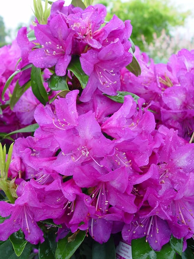 Rhododendron 'Purple Passion' (Rhododendron) Evergreen, purple flowers, #2 - Size Container