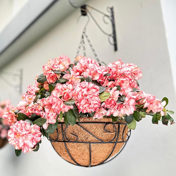 LaLaGreen Hanging Planter for Outdoor Plants (6 Pack, 10 Inch) Hanging Baskets with Coco Liner, Metal Wire Flower Basket Pots with Hook Hanger Balcony Porch Farmhouse Country Style Garden Decor