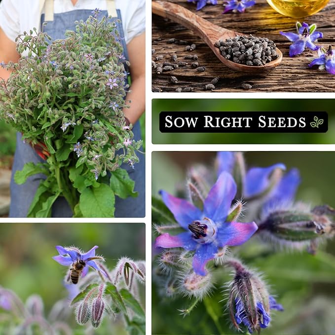 Sow Right Seeds - Borage Seed to Plant - Non-GMO Heirloom Seeds - Full Instructions for Easy Planting and Growing a Kitchen Herb Garden - Indoors or Outdoor - Great Gardening Gift (1)