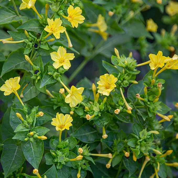 Outsidepride 1 lb. Perennial Mirabilis Jalapa Four O' Clock Yellow Flower Seeds for Planting