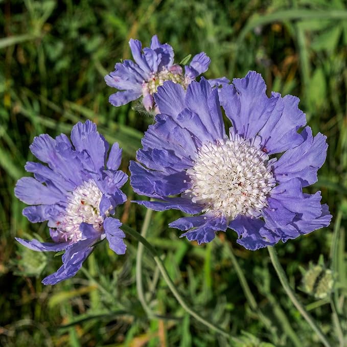 Outsidepride 400 Seeds Perennial Blue Scabiosa Pincushion Flower Seeds for Planting