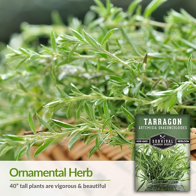 Survival Garden Seeds - Russian Tarragon Seed for Planting - 3 Packs with Instructions to Plant & Grow Big Flowering Herbs in Your Home Vegetable Garden - Non-GMO Heirloom Variety Herb Seed Planting