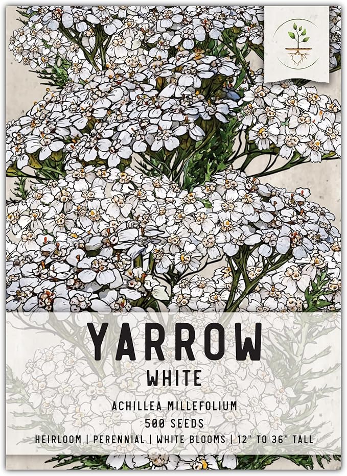 Seed Needs, White Yarrow Seeds - 500 Heirloom Seeds for Planting Achillea millefolium - Perennial Host Plant to Attract Monarch Butterflies & Other Pollinators (1 Pack)