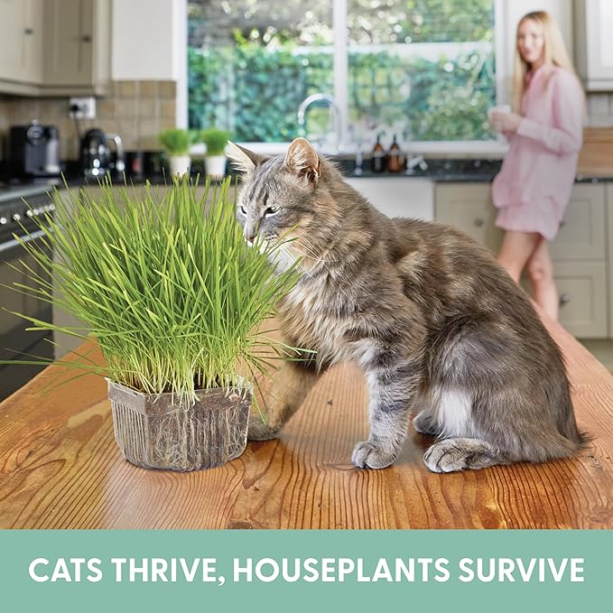 Cat Grass Growing Kit -Organic Seed, Soil and BPA Free containers (Non GMO). All of Our Seed is Locally sourced! (1 Pack)