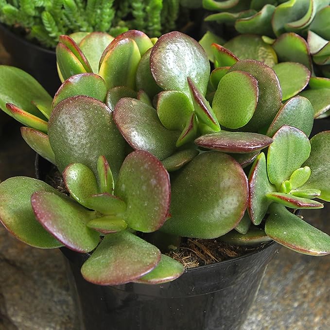 Altman Plants Live Jade Plant Collection (4PK), Classic Jade Plants in 2.5" Pots, Mini Succulents, Sunset Jade, Live Succulents, Crassula Ovata, Variegated Live Plants & House Plants in Succulent Soil
