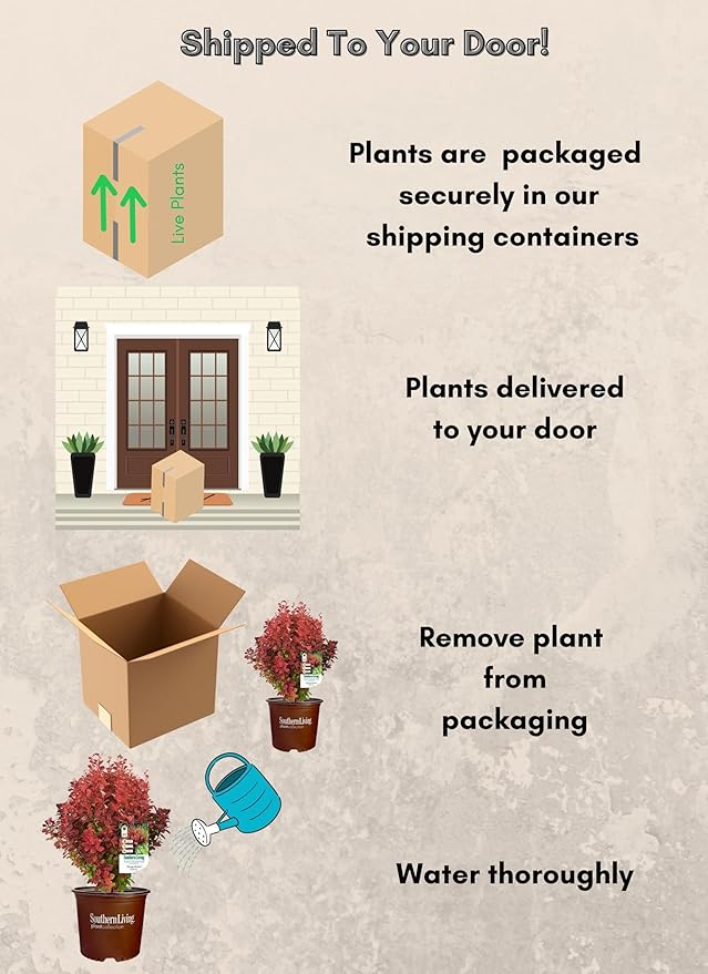 2 Gallon Southern Living Barberry Orange Rocket Shrub