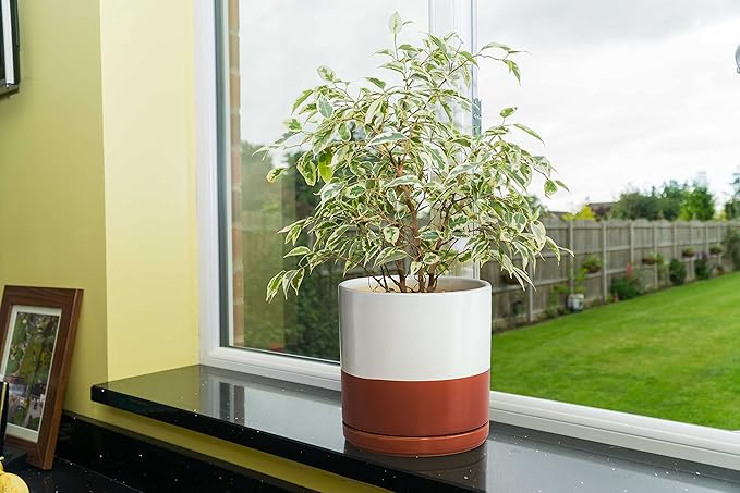 D'vine Dev Set of 2 Plants Pot, 8 Inch Ceramic Planter Pot for Plants with Drainage Hole and Saucer, White/Pottery Red Terracotta, 94-V-D-5