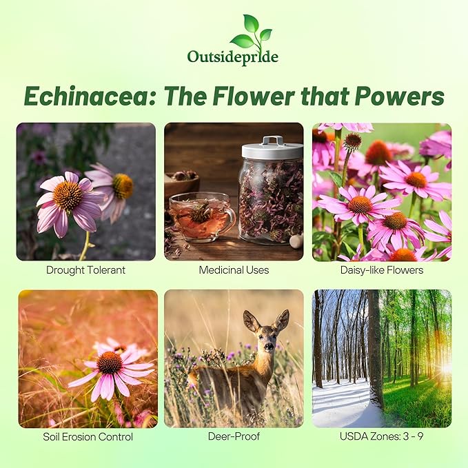 Outsidepride 1/4 lb. Perennial Echinacea Purple Coneflower Wild Flower Seed for Planting