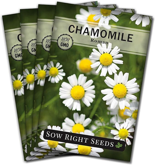 Sow Right Seeds - Roman Chamomile Seeds for Planting - Non-GMO Heirloom Packet with Instructions to Grow an Herbal Tea Garden - Indoors or Outdoor - Low Growing with Small Daisy-Like Blooms (4)