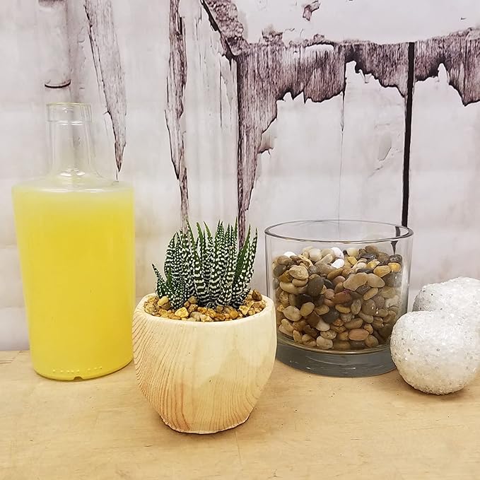 Costa Farms Haworthia Succulents Fully Rooted Live Indoor Plant 6-Inches Tall, in Grower Pot, 3-Pack