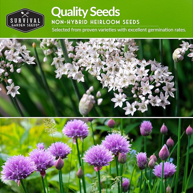 Survival Garden Seeds Chive Seed Collection - Common & Garlic Chives – 2 Packets of Non-GMO Heirloom Open-Pollinated Herb Seed Varieties to Plant in Your Vegetable Garden – Seed Saver Instructions