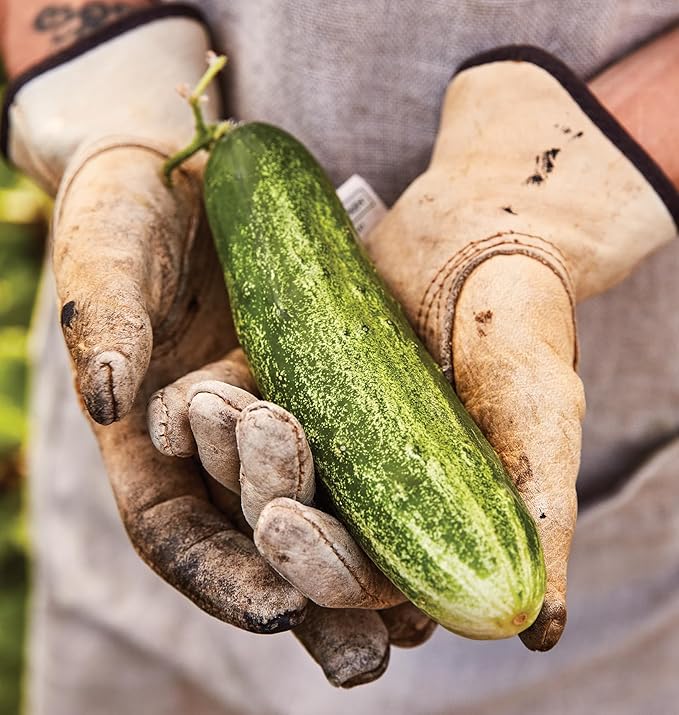 Burpee 'Bush Champion' Slicing Cucumber Seeds, 60 Non-GMO seeds, Container Friendly, Burpee Exclusive