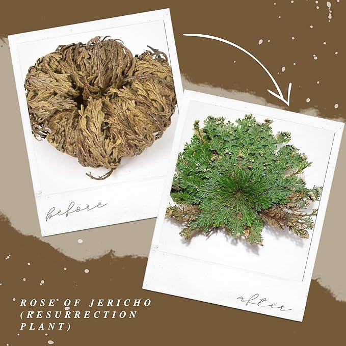 Rose of Jericho - Resurrection Plant/Flower - Selaginella Lepidophylla - Pack of 1 (One) Dried Rose