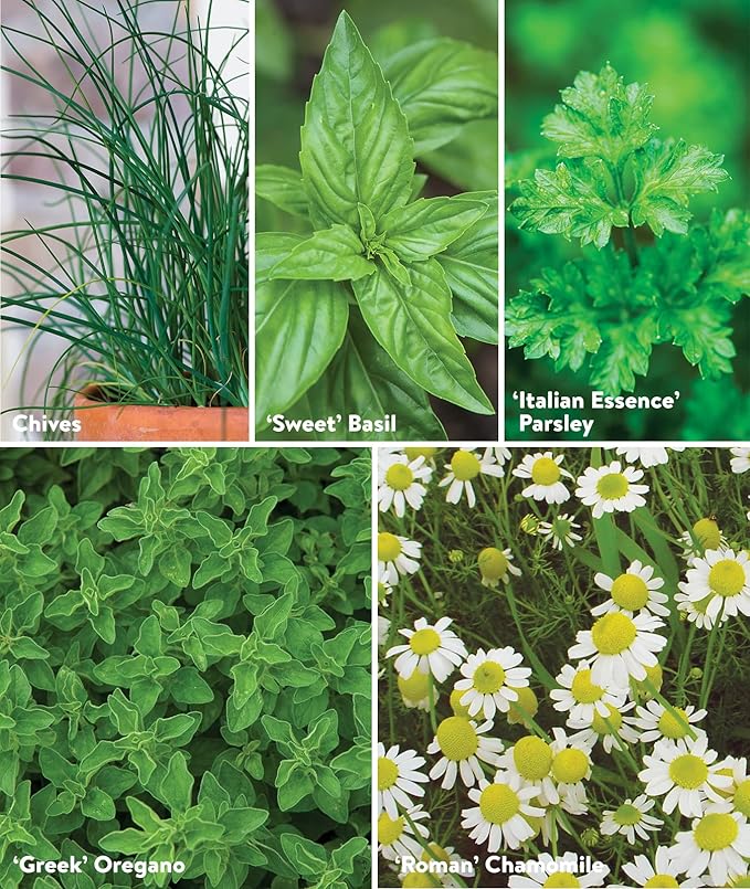 Burpee Culinary Classics Garden Collection 10 Packets of Non-GMO Chives, Cilantro, Basil, Sage, Thyme, Dill, Parsley, Chamomile, Marjoram & Oregano | Kitchen Herb Variety Pack, Seeds for Planting