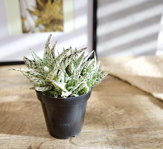 Live Aloe Plant Succulents (3 Pack), Succulents Plants Live in Potting Soil, Potted Succulents Live Plants, Star Aloe Plants Live in Cacti Pots, Cactus Plants Live Succulent Plants by Plants for Pets