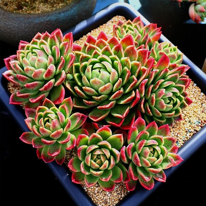 18LB Aquarium Gravel Mix Rocks for Succulent,Cactus Bonsai DIY, Gravel for Terrarium, Fairy Gardening, Top Dressing （6mm-8mm）