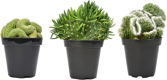 Altman Plants, Crested Live Cactus Plants Live Succulents (3PK), Cactus Plant Live Indoor Plants Live Houseplants, Live Plants Indoor Real Cacti Decor, Indoor House Plants Live Succulents Plants Live