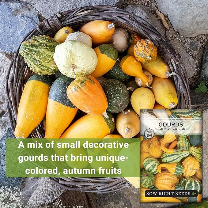 Sow Right Seeds - Decorative Small Gourds Mix Seed for Planting - Non-GMO Heirloom Packet with Instructions to Plant & Grow an Outdoor Home Vegetable Garden - Fun, Colorful and Unique Squash (2)