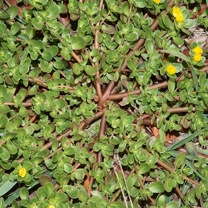 Portulaca Oleracea Seeds Purslane, Verdolaga Succulent Annual Culinary Uses Rich in Vitamins Hardy Drought Tolerant Garden Outdoor 3000Pcs Herb Seeds by YEGAOL Garden