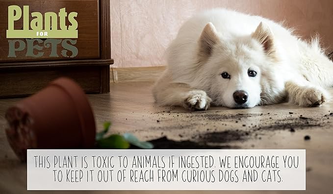 Marble Queen Pothos Plant in 4 Inch Planter Pot for Plants, Low Light Plants Live Houseplants, Pothos Live Plant Decor, Live Plants Indoor Plants Live Houseplants Live Indoor Plants by Plants for Pets