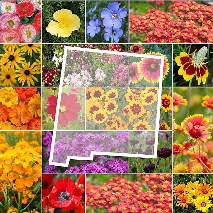 Eden Brothers New Mexico Wildflower Mixed Seeds for Planting, 1 lb, 480,000+ Seeds with Yarrow, Coreopsis | Attracts Pollinators, Plant in Spring or Fall, Zones