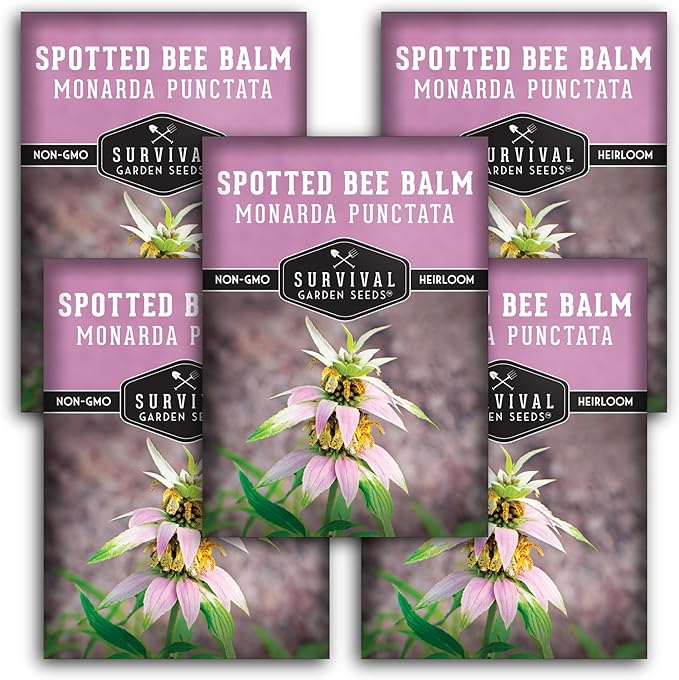 Survival Garden Seeds - Spotted Bee Balm Seed for Planting - 5 Packs with Instructions to Plant & Grow Monarda Punctata Your Home Herb Garden - Dotted Mint Wildflower Non-GMO Heirloom Variety