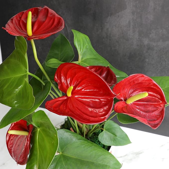 6" Red Anthurium Live Plant Decor, Live House Plants, Anthuriums Live Plants Indoor Plants Live Houseplants, Real Plants Indoor Live Plants, Easy Plant Lover Gifts for Plant Lovers by Plants for Pets